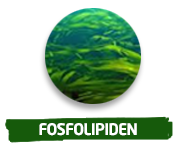 fosfolipiden