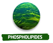phospholipides
